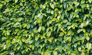 Gęsty, zielony żywopłot z grabu tworzy naturalną ścianę. Liście mienią się odcieniami zieleni i żółci.