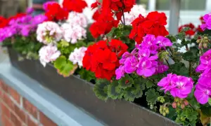 Kwiaty pelargonii w kolorach czerwonym, różowym i fioletowym w skrzynce na parapecie.