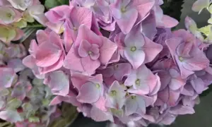 Zbliżenie na bukiet różowych i fioletowych kwiatów hortensji.