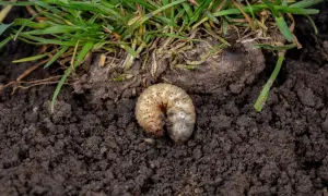 Pędrak w ziemi pod zieloną trawą.