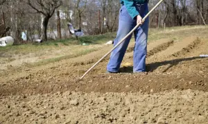 Osoba w niebieskich spodniach i zielonej kurtce spulchnia grządki. Widać, że to żyzna gleba, gotowa na wiosenne sadzenie.