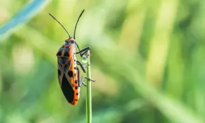 Pomarańczowo-czarny kowal bezskrzydły siedzi na zielonej trawie.
