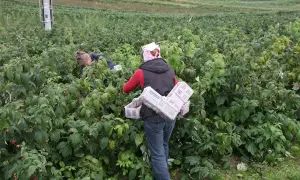 Zbieranie malin w pełni sezonu. Kiedy sadzić maliny? Najlepiej wiosną lub jesienią, by cieszyć się owocami latem.