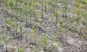 Młode rośliny czosnku z żółknącymi liśćmi na suchej ziemi.