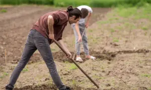 Mężczyzna z zapiętym kucykiem i chłopiec pracują na polu, przygotowując ziemię pod uprawę. Używają narzędzi do spulchniania gleby, która jest bogata w nawóz organiczny.