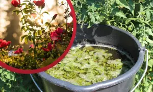 Róże i pomidory to rośliny, co mozna podlewac gnojowka z pokrzyw. W wiadrze fermentuje naturalny nawóz.