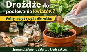 Ręka podlewa roślinę w doniczce wodą. Obok słoik z drożdżami, buteleczka i miarka z proszkiem.