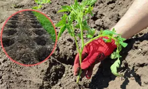 Sadzenie pomidorów do gruntu: ręka w czerwonej rękawiczce trzyma sadzonkę, obok przygotowane dołki.