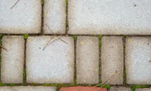 Szara kostka brukowa z mchem i igłami sosny.