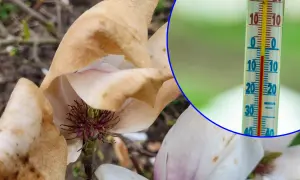 Usychające kwiaty magnolii i termometr pokazujący temperaturę poniżej zera, gdy jest zimna Zośka.