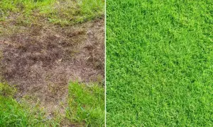 Porównanie: zniszczony trawnik po zimie obok bujnej, zielonej trawy.