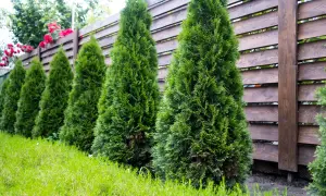 Rząd zielonych tuj przy drewnianym ogrodzeniu tworzy naturalną barierę. Czerwone róże pną się po płocie, dodając koloru.