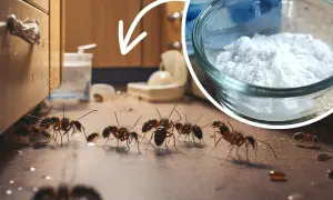 Mrówki pod szafką i szklanka z białym proszkiem (soda oczyszczona).