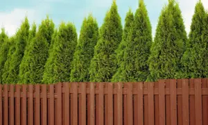 Jak sadzić tuje przy płocie, by uniknąć najczęstszych błędów