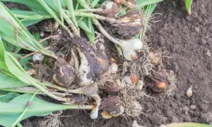 Kępa świeżo wykopanych cebulek tulipanów z korzeniami i resztkami ziemi na glebie.