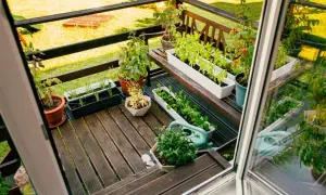 Balkon z doniczkami pełnymi ziół i warzyw, konewka i drewniana ławka.