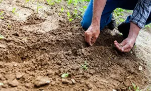Dłoń ogrodnika wysiewa nasiona do żyznej gleby w ogrodzie.