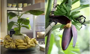 Dwa ujęcia: bananowiec w doniczce z bananami w kuchni i kwiat bananowca z młodymi owocami.