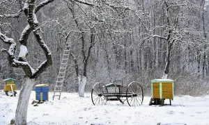 Zimowy sad z bielonymi palami drzew, ulem i drabiną.
