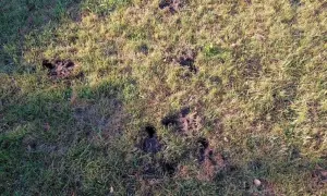 Co kopie dziury w ogrodzie? Poznaj zwierzęta i ich przyczyny