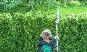Jak wysoki może być płot z tui? Odkryj przepisy i ograniczenia