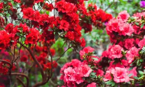 Krzewy rododendronów z licznymi czerwonymi i różowymi kwiatami na tle zieleni.