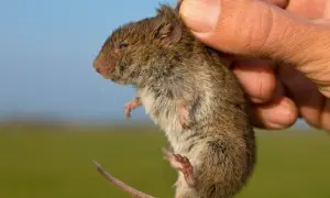 Dłoń trzyma małą, brązową nornicę na tle zielonego pola i błękitnego nieba.