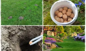Kolaż: kopce kretów na trawniku, kulki w pojemniku, wkładanie kulki do ziemi, zadbany ogród.