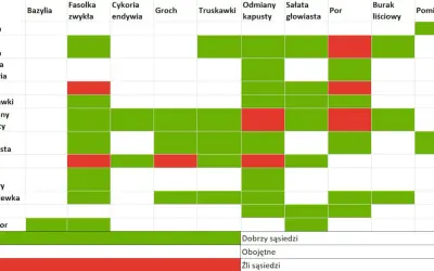 Tabela pokazuje, czego nie sadzić obok pomidorów. Czerwone pola oznaczają złych sąsiadów, np. por czy groch.