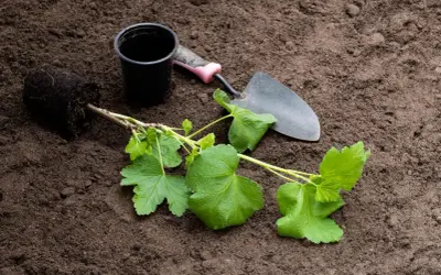 Sadzonka porzeczki, doniczka i łopatka na ziemi. Idealny czas, kiedy sadzić porzeczki, to wiosna lub jesień.