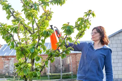 Kobieta pryska drzewa owocowe na robaki, dbając o zdrowie roślin.