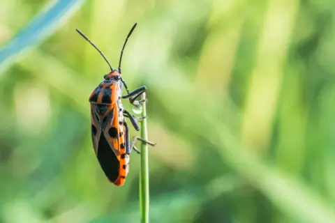 Pomarańczowo-czarny kowal bezskrzydły siedzi na zielonej trawie.