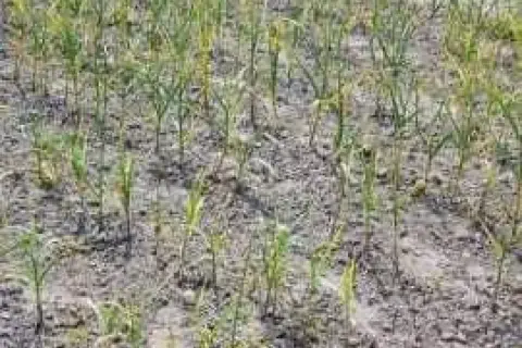 Młode rośliny czosnku z żółknącymi liśćmi na suchej ziemi.