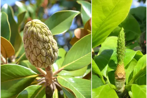 Dwa etapy rozwoju owocu magnolii: zielony, łuskowaty owoc i młody pąk z drobnymi zawiązkami.