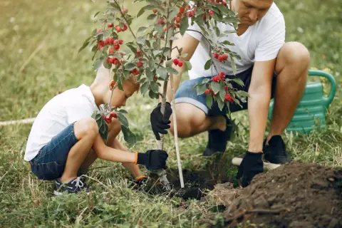 Tata i syn sadzą drzewko. Idealny czas, kiedy sadzić czereśnie, to wiosna lub jesień.