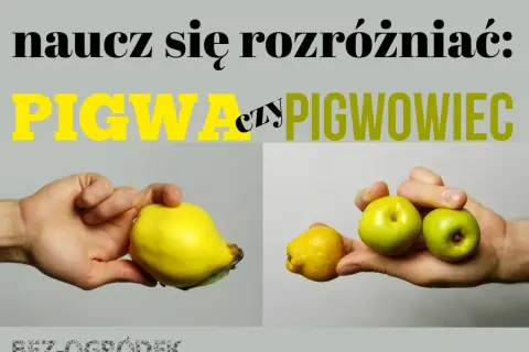 Naucz się rozróżniać: pigwa czy pigwowiec. Na zdjęciu porównanie owoców: duża, żółta pigwa i małe, zielone owoce pigwowca.