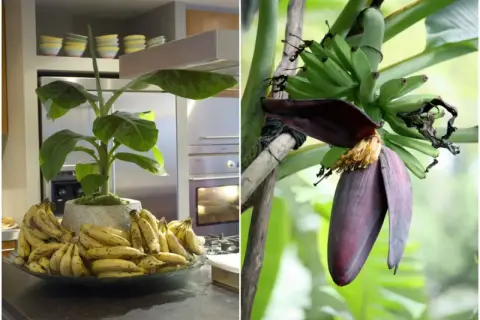 Dwa ujęcia: bananowiec w doniczce z bananami w kuchni i kwiat bananowca z młodymi owocami.