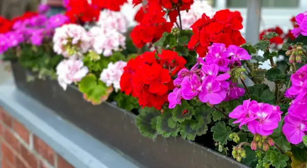Kwiaty pelargonii w kolorach czerwonym, różowym i fioletowym w skrzynce na parapecie.
