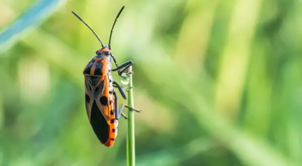 Pomarańczowo-czarny kowal bezskrzydły siedzi na zielonej trawie.