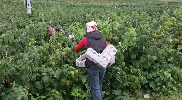 Zbieranie malin w pełni sezonu. Kiedy sadzić maliny? Najlepiej wiosną lub jesienią, by cieszyć się owocami latem.