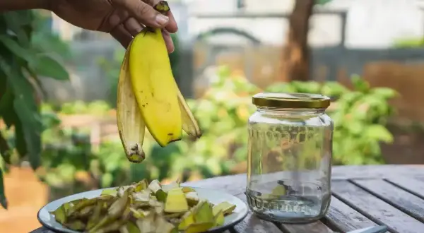 Ręka trzyma skórki banana nad talerzem z pokrojonymi bananami i pustym słoikiem.