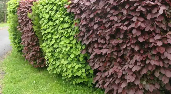Gęsty żywopłot z roślin o liściach zielonych i bordowych, z trawą i ścieżką.