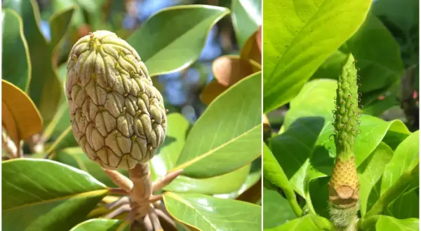 Dwa etapy rozwoju owocu magnolii: zielony, łuskowaty owoc i młody pąk z drobnymi zawiązkami.