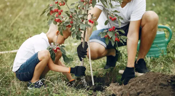 Tata i syn sadzą drzewko. Idealny czas, kiedy sadzić czereśnie, to wiosna lub jesień.