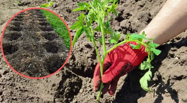 Sadzenie pomidorów do gruntu: ręka w czerwonej rękawiczce trzyma sadzonkę, obok przygotowane dołki.