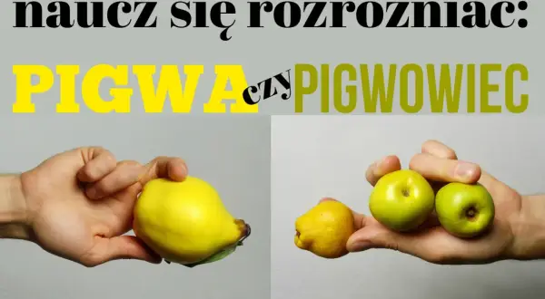 Naucz się rozróżniać: pigwa czy pigwowiec. Na zdjęciu porównanie owoców: duża, żółta pigwa i małe, zielone owoce pigwowca.