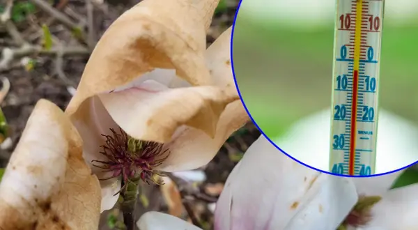 Usychające kwiaty magnolii i termometr pokazujący temperaturę poniżej zera, gdy jest zimna Zośka.