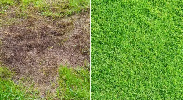 Porównanie: zniszczony trawnik po zimie obok bujnej, zielonej trawy.