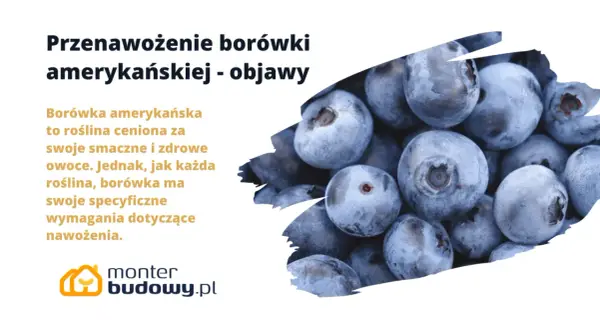 Borówka amerykańska: objawy przenawożenia. Zbliżenie na soczyste owoce borówki, sugerujące problemy z nadmiernym nawożeniem.