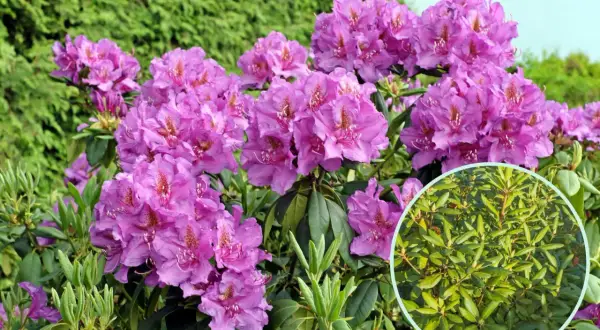Kwitnący różowy rododendron z okrągłym wstawieniem przedstawiającym jego liście.